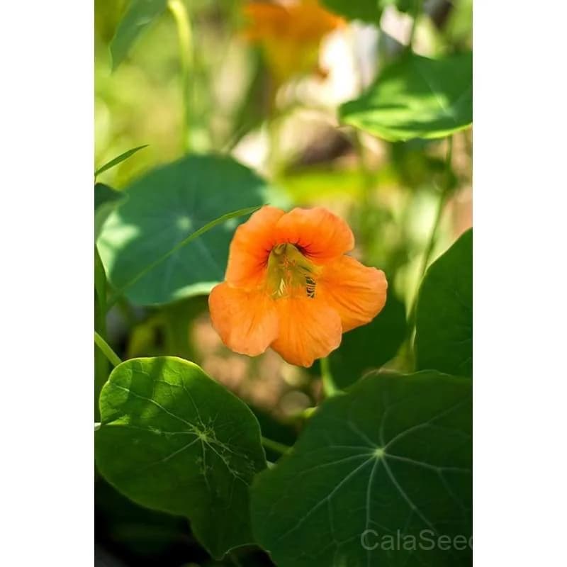 Vesuvius Nasturtium Seeds — Dark Velvet Blooms - Alt