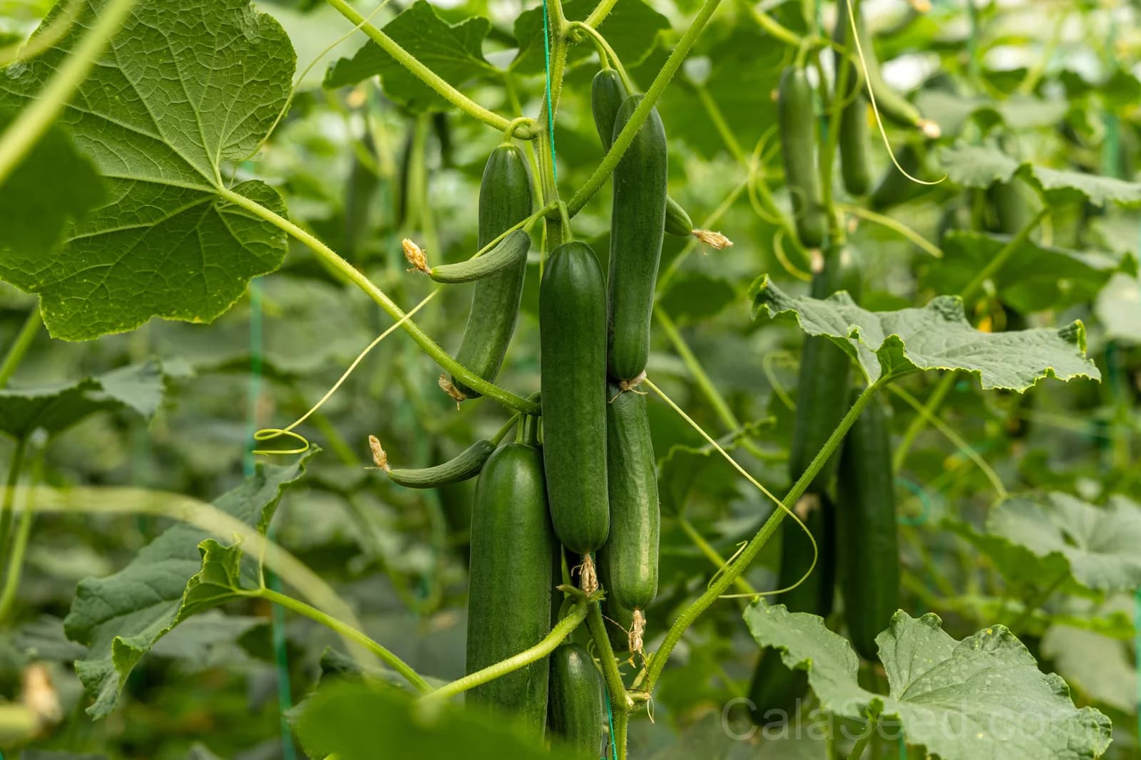 Long Green Improved Cucumber Seeds — High-Yield Slicing Variety - View 1