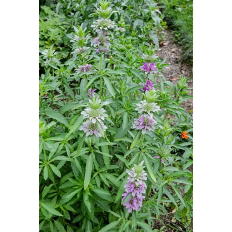 Lemon Mint Monarda Seeds — Fragrant Native Herb - View 3
