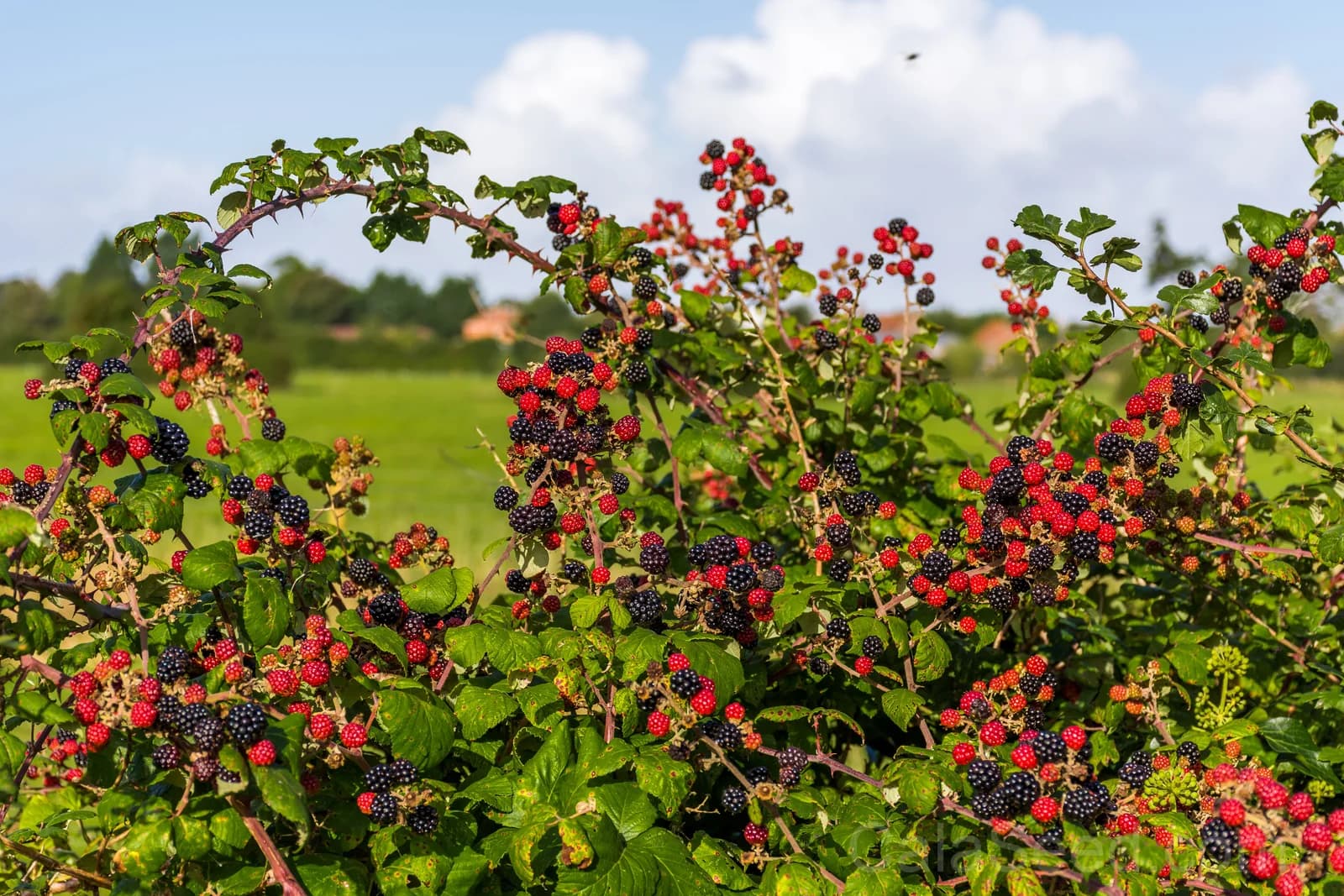 Blackberry 'Allegheniensis' Seeds — Native Wild Fruit Bush - View 4