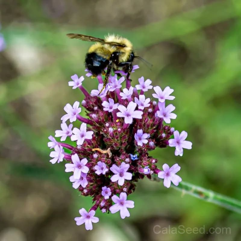 Verbena Bonariensis Seeds — Tall Purple Pollinator Magnet - View 3