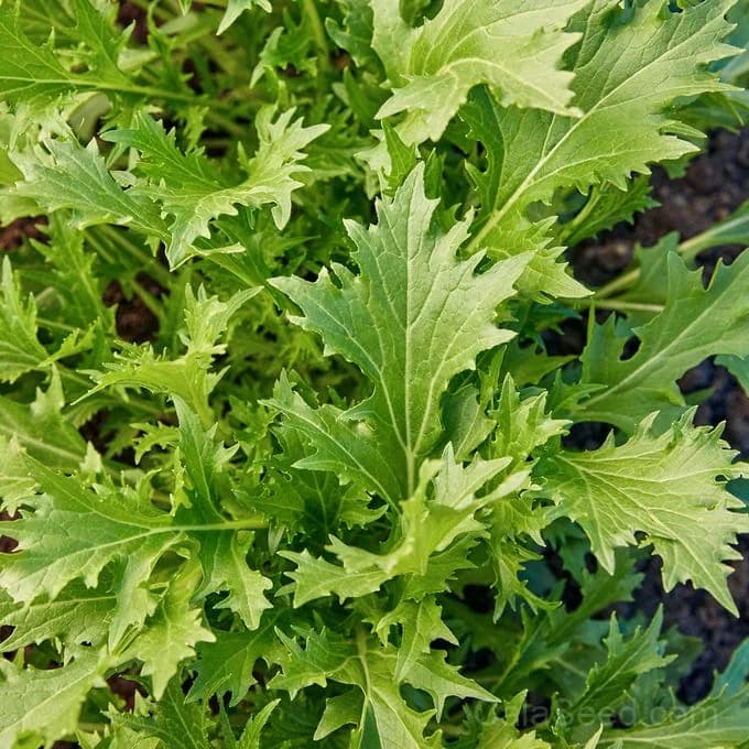 Mizuna Mustard Seeds — Mild Peppery Salad Greens - View 3