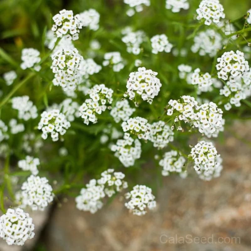 Carpet of Snow Alyssum Seeds — Low-Growing White Ground Cover - Main