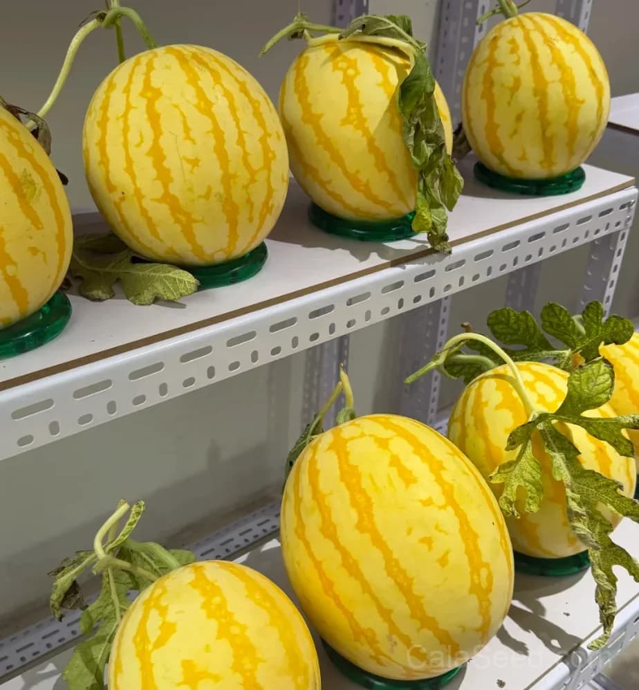Golden Yellow Flesh Watermelon Seeds – Sweet & Juicy Heirloom Watermelon for Home Gardens - Alt