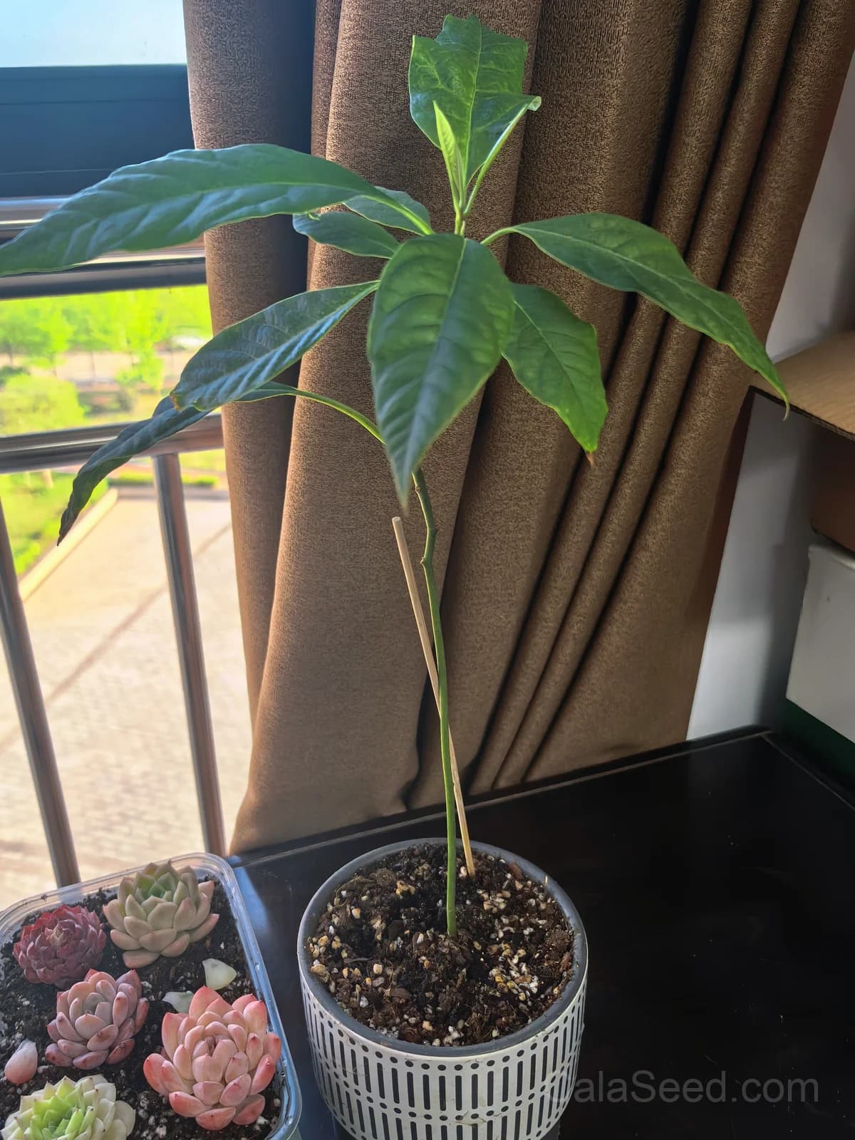 Avocado Seeds — Rich Buttery Flavor Fruit - View 3