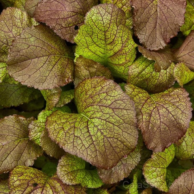 Red Giant Mustard Seeds — Organic Heirloom Greens - Alt