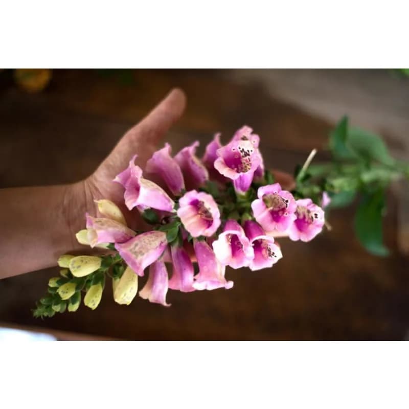 Foxy Foxglove Seeds — Vibrant Bell-Shaped Blooms - View 4
