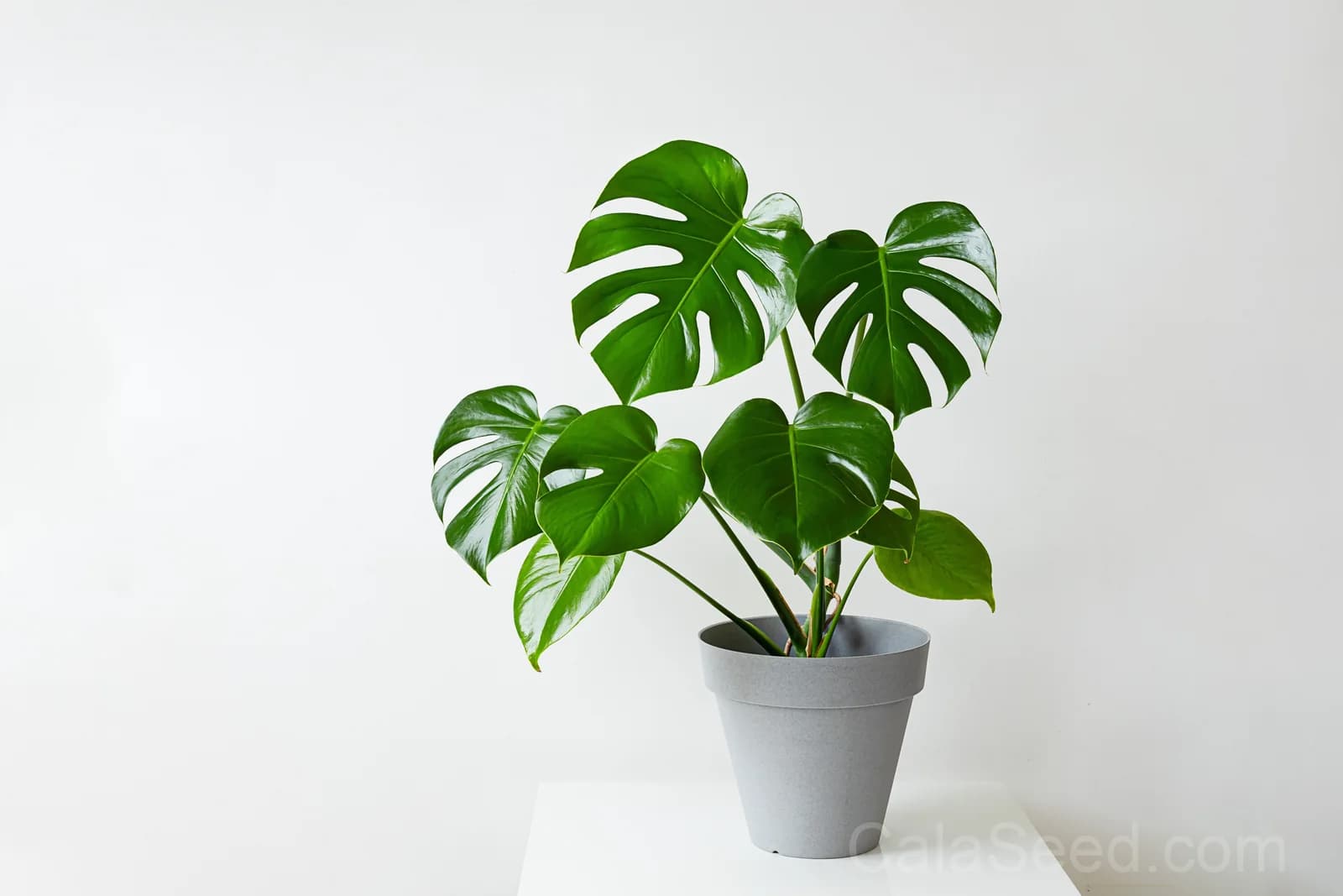 Split Leaf Philodendron 'Monstera Deliciosa' Seeds — Swiss Cheese Vine Plant - Alt