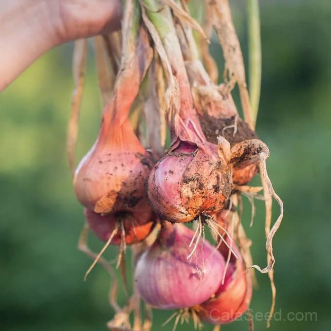 Ambition Shallot Seeds — High-Yielding Gourmet Bulb - View 2