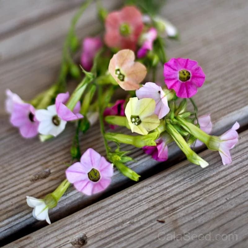 Marshmallow Nicotiana Seeds — Sweetly Fragrant Night Bloomer - Main