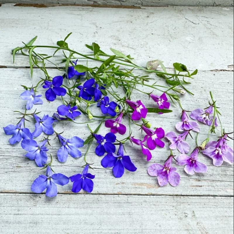 Regatta Mix Lobelia Seeds — Vibrant Trailing Annual Flowers - Alt