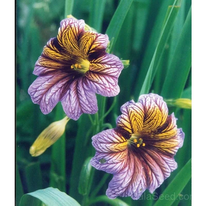 Salpiglossis 'Royale Mix' Seeds — Vibrant Trumpet Flower Blend - Alt