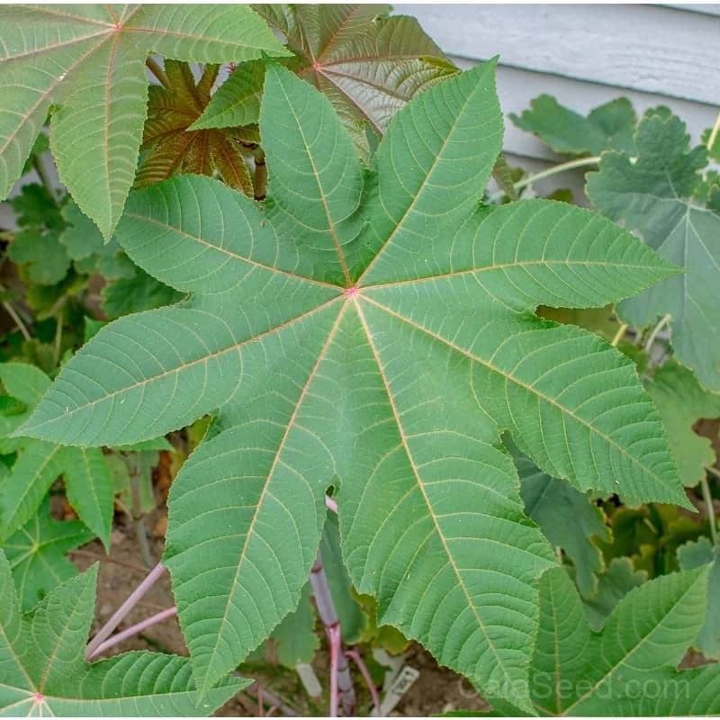 Zanzibariensis Castor Bean Seeds — Tropical Ornamental Foliage - View 2