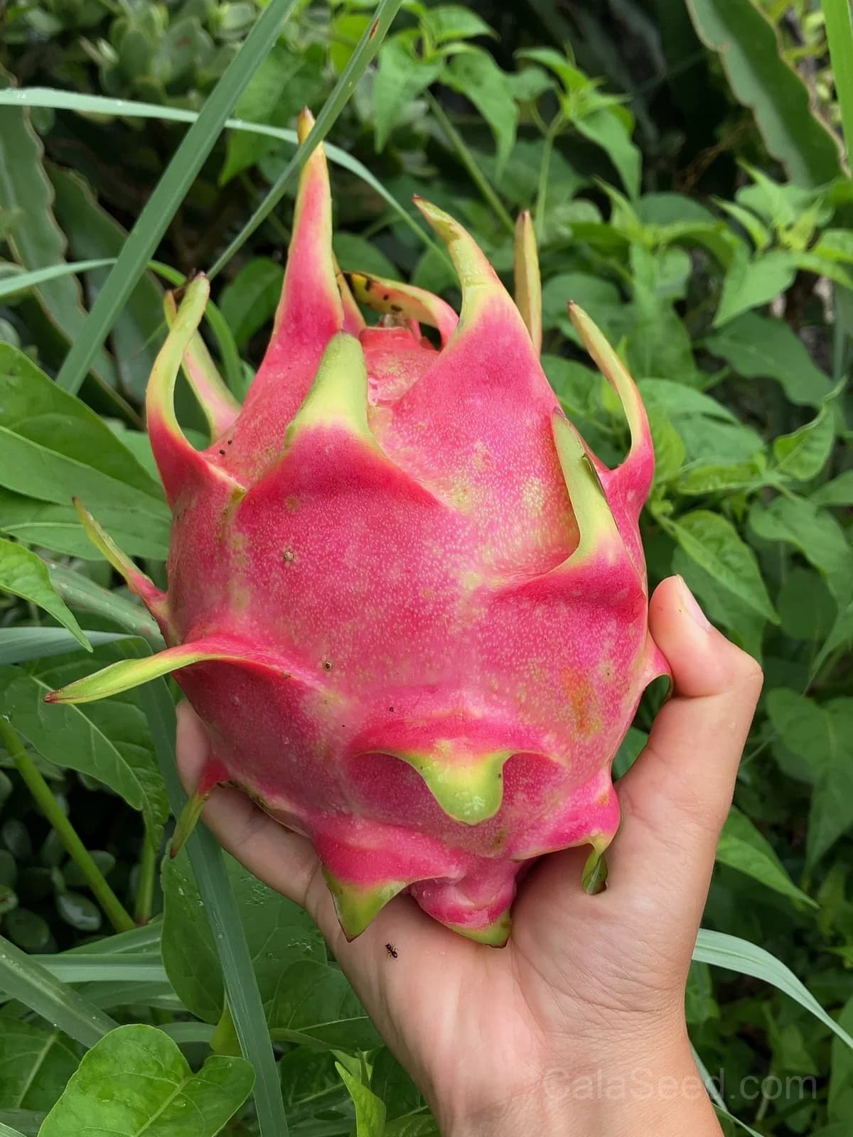 Dragon Fruit 'Red' Seeds — Sweet Tropical Vine Fruit - Main