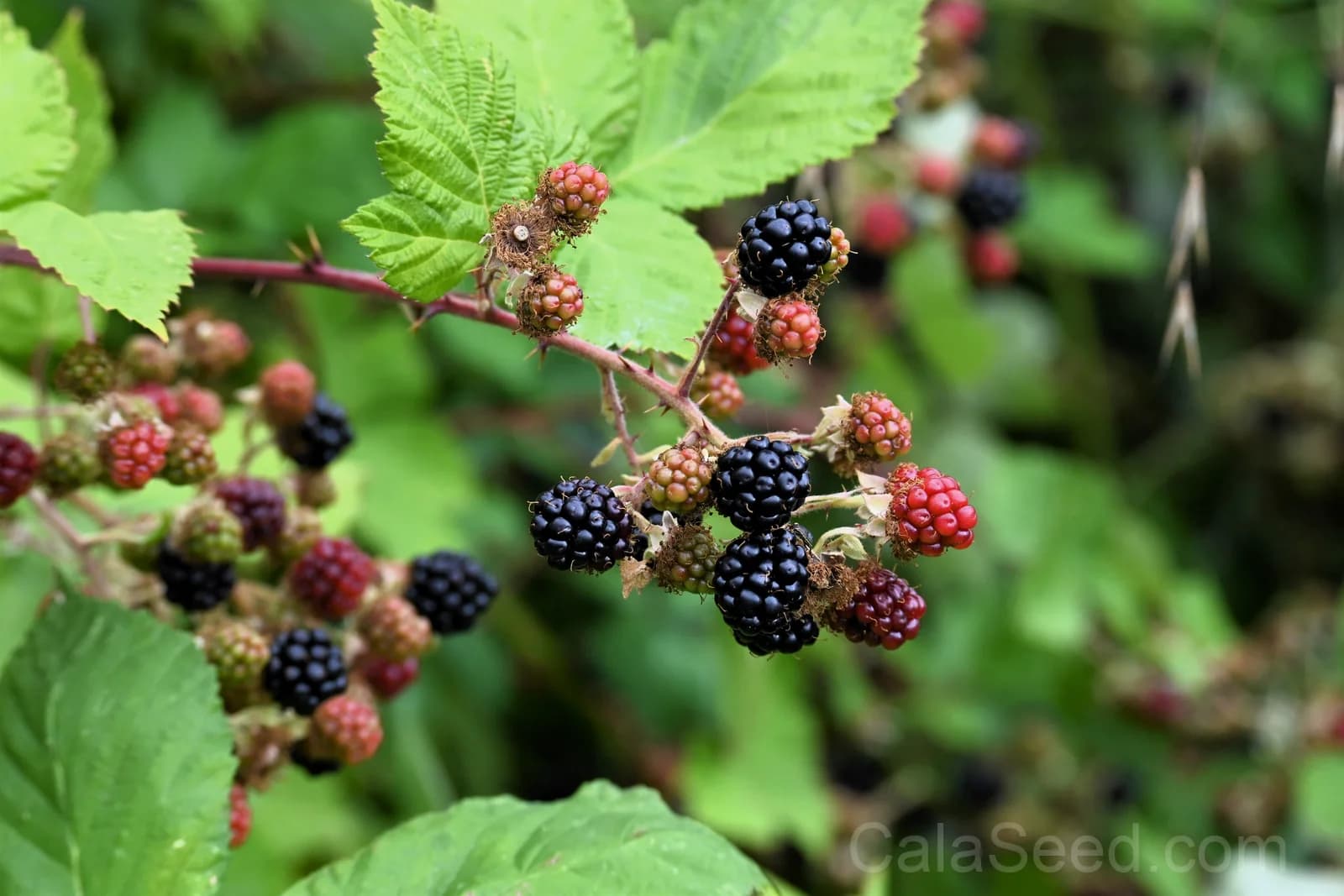 Pacific Blackberry 'Trailing' Seeds — Native Vining Fruit Berry - View 3