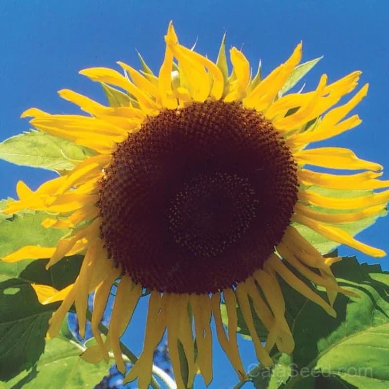 Black Russian Sunflower Seeds — Dark Heirloom Bloom - View 1