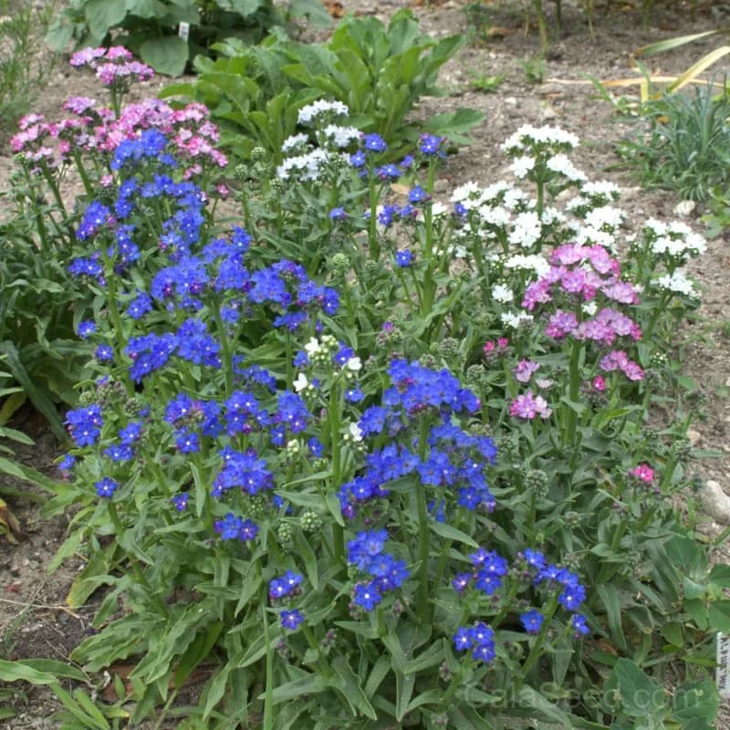 Dawn Mix Anchusa Seeds — Blue Forget-Me-Not Flowers - Main