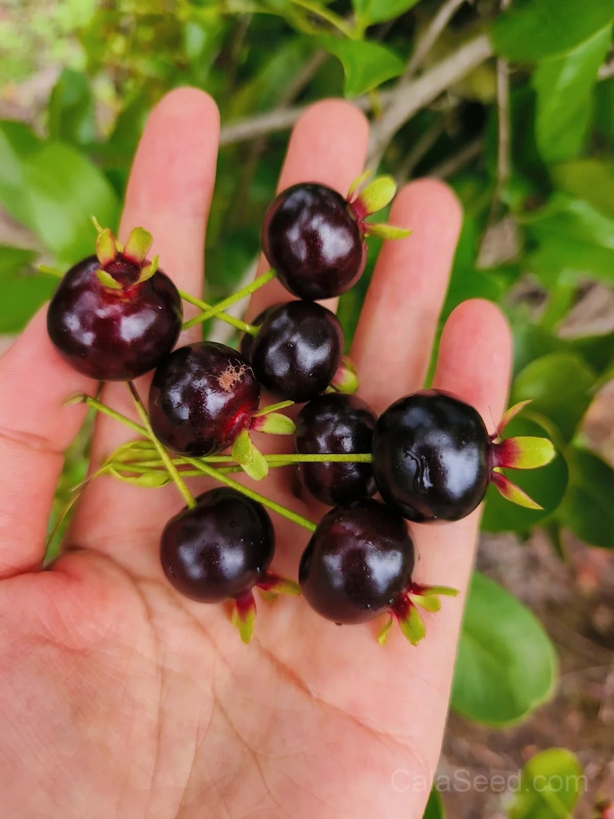 Cherry 'Sweetheart' Seeds — Sweet Dark Red Fruit - View 4