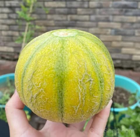 Melon 'Malaga F1' Seeds — Sweet Early Harvest - Main