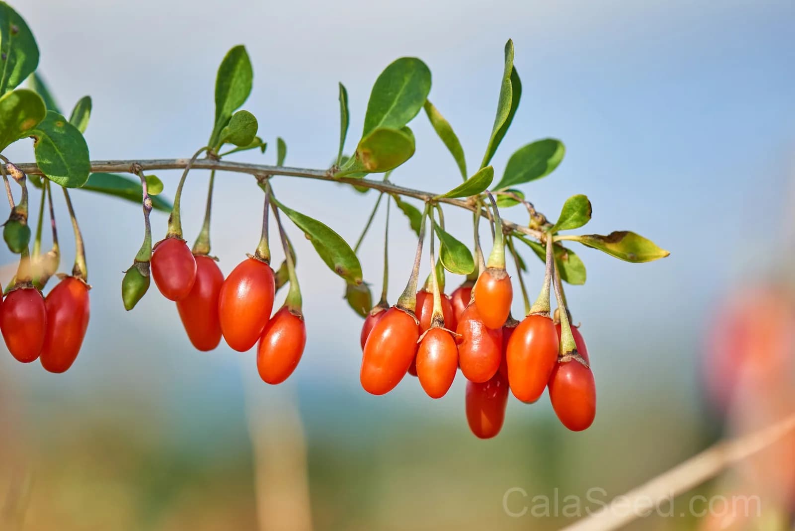 Himalayan Goji Berry 'Tibetan' Seeds — Antioxidant-Rich Superfruit - View 2