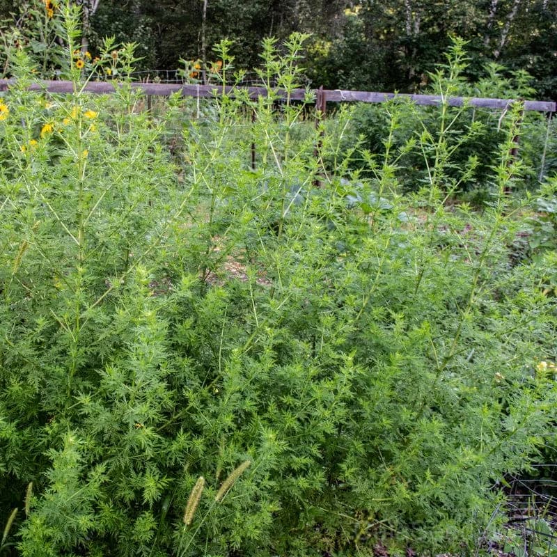 Sweet Annie Seeds — Aromatic Foliage for Dried Bouquets - View 1