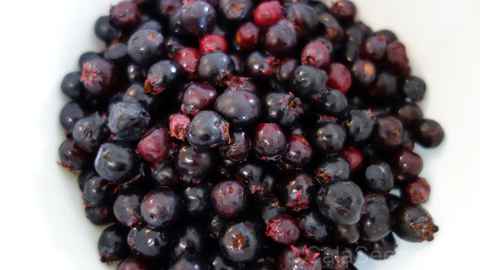 Saskatoon Serviceberry 'Amelanchier Alnifolia' Seeds — Native Edible Purple Berry - View 5