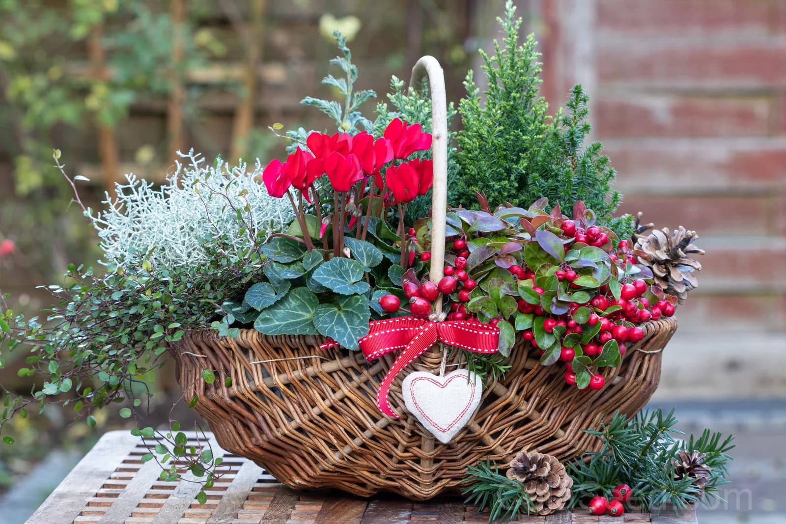 Wintergreen 'Creeping' Seeds — Evergreen Ground Cover Berries - View 9