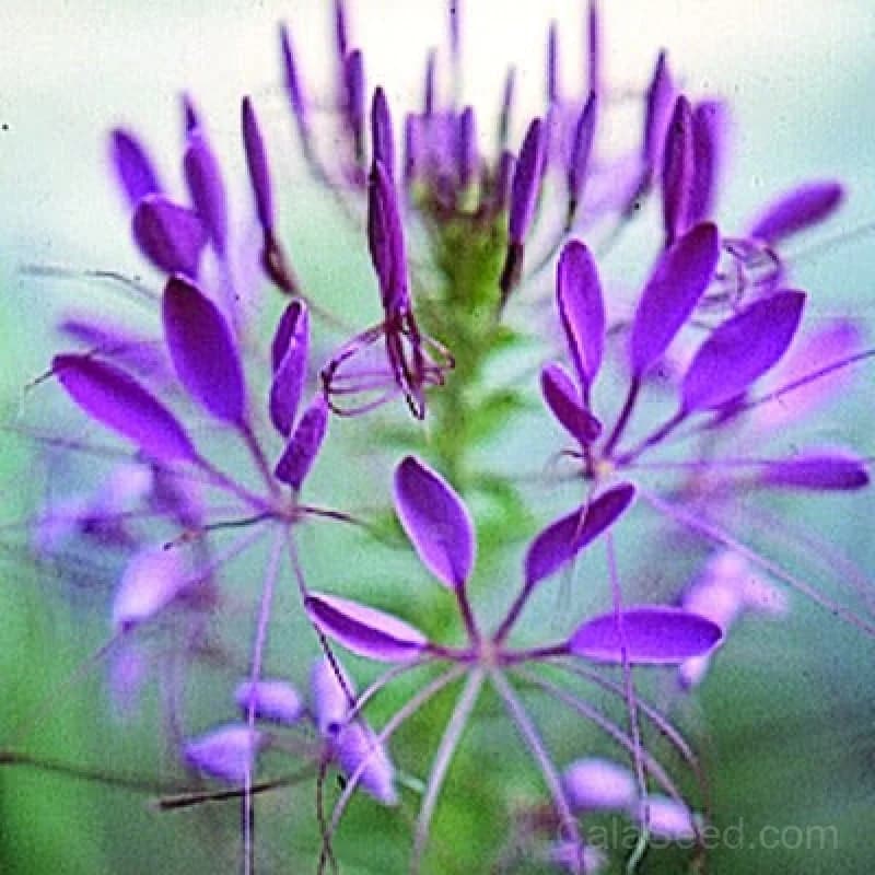 Cleome 'Violet Queen' Seeds — Tall Heirloom Flower Spikes - View 1