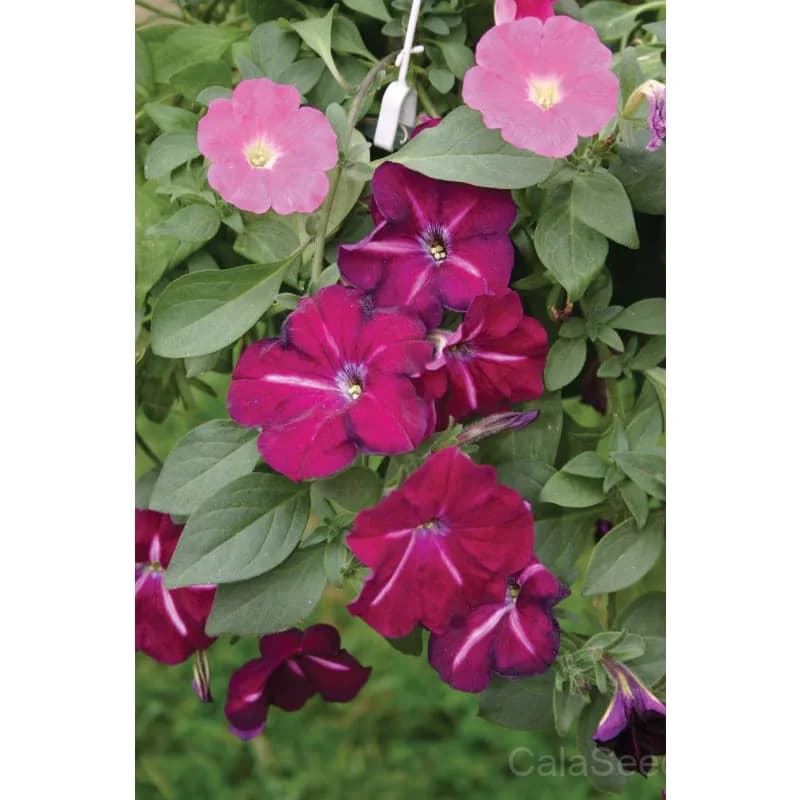 Hurrah Mix Petunia Seeds — Vibrant Annual Flower Blend - View 4
