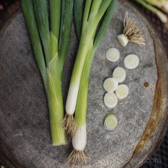 Evergreen Long White Bunching Onion Seeds — Perennial Bunching Variety - Alt