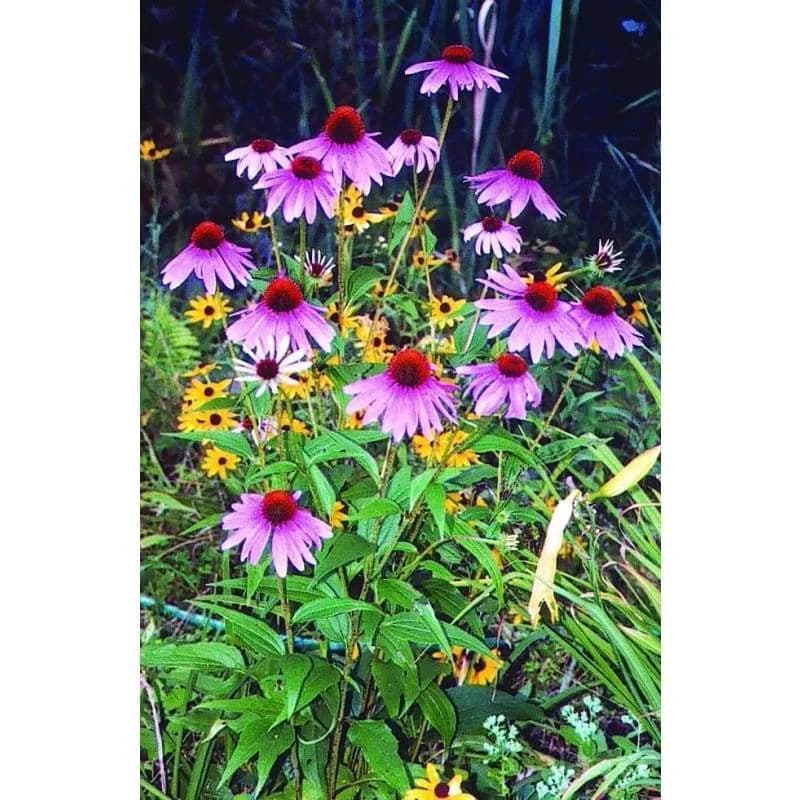 Purple Coneflower 'Echinacea' Seeds — Native Perennial Pollinator - View 3