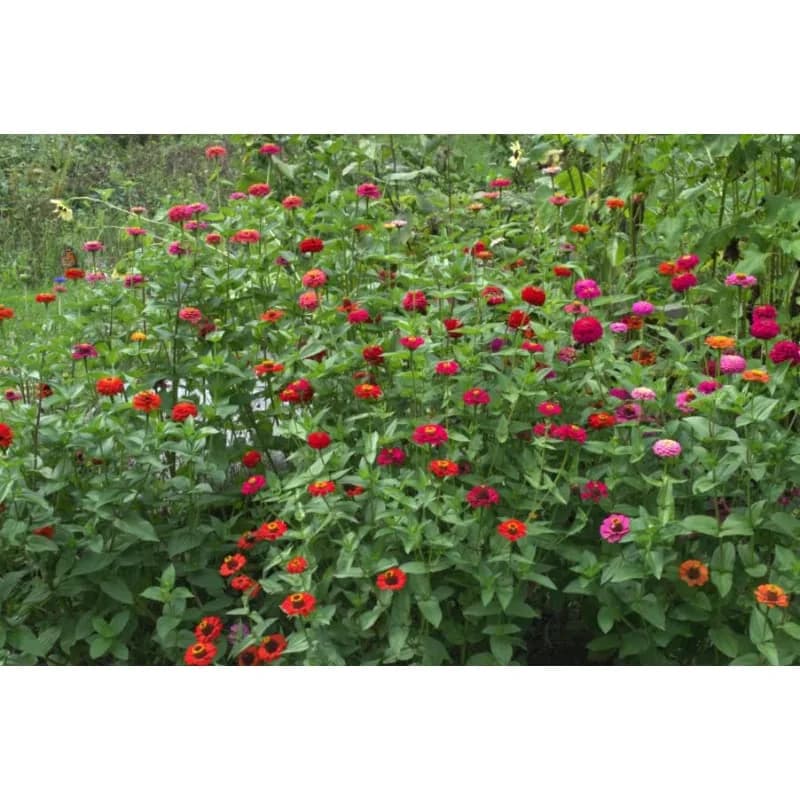Cut and Come Again Zinnia Seeds — Continuous Blooms All Season - View 3