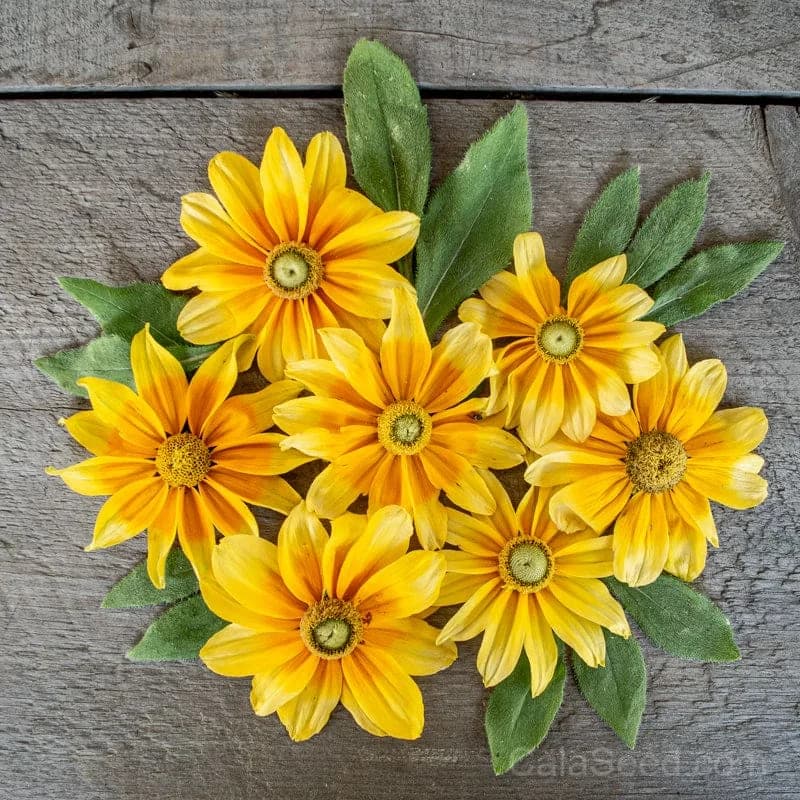 Prairie Sun 'Prairie Sun' Rudbeckia Seeds — Bright Yellow Blooms - Main