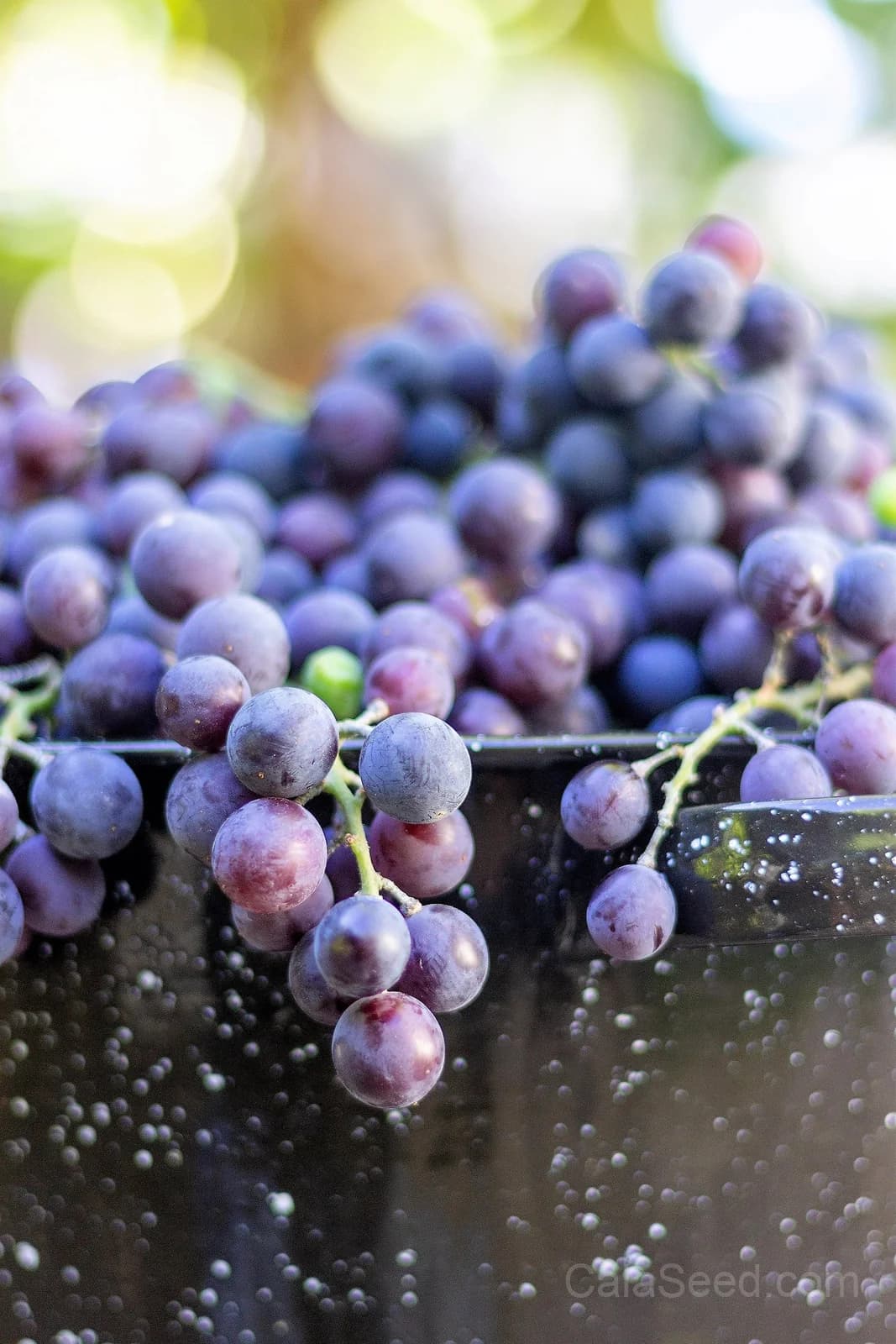 Concord Grape 'Purple' Seeds — Classic North American Vine - View 9