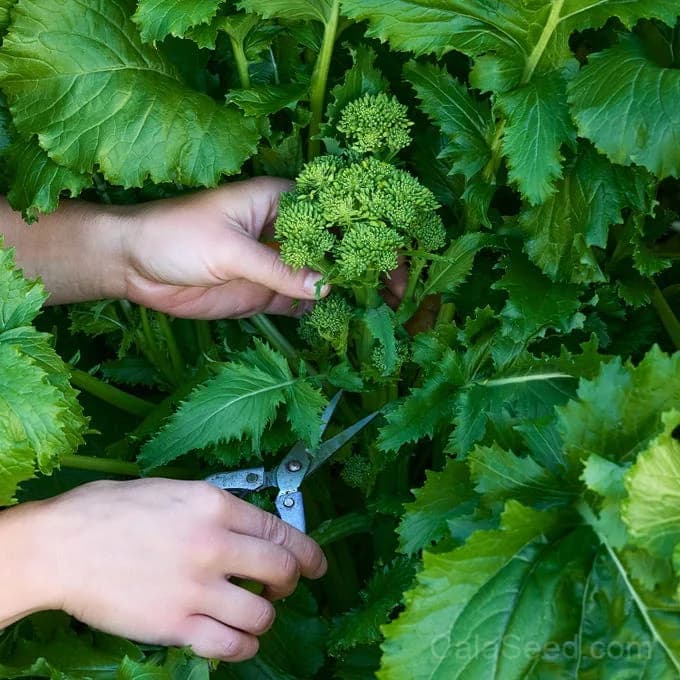Spring Broccoli Raab Seeds — Tender Sprouting Greens - View 2