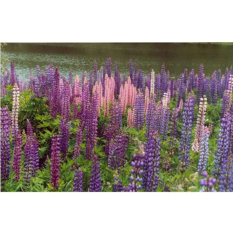 Wild Lupine Mix Seeds — Native North American Perennial - View 2