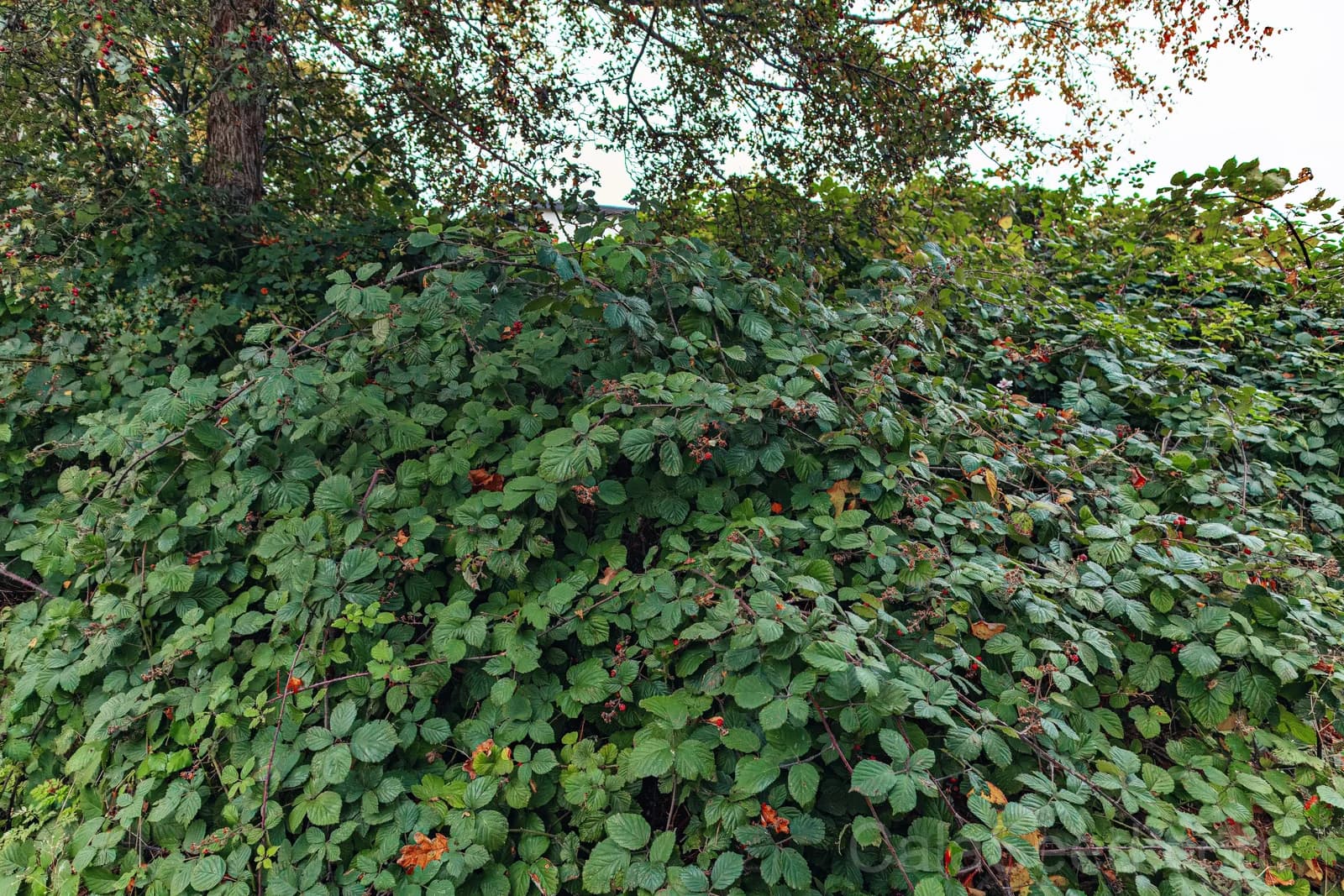 Pacific Blackberry 'Trailing' Seeds — Native Vining Fruit Berry - View 4