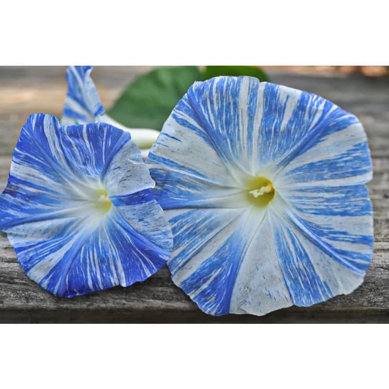 Flying Saucers Morning Glory Seeds — Unique Saucer-Shaped Blooms - Alt