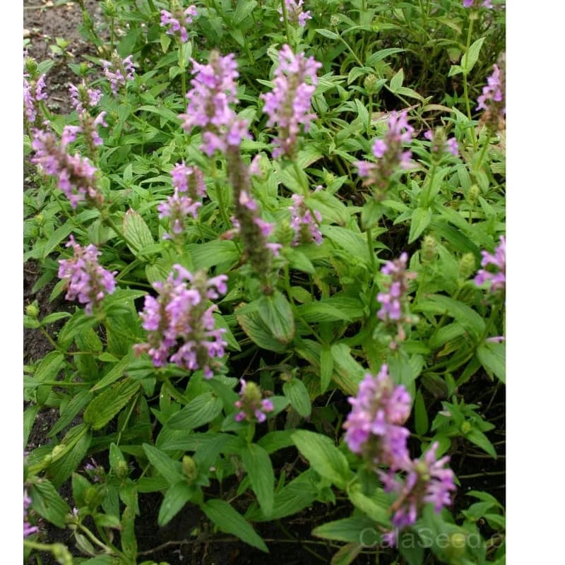 Pink Catmint Seeds — Fragrant Perennial Blooms - View 4