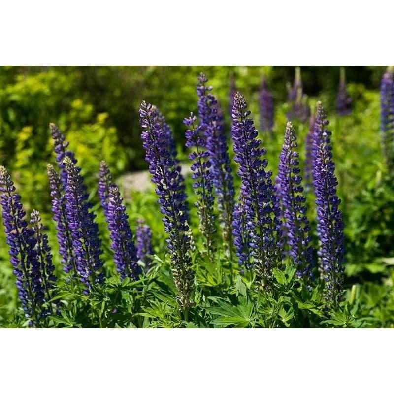 Wild Lupine Mix Seeds — Native North American Perennial - View 3