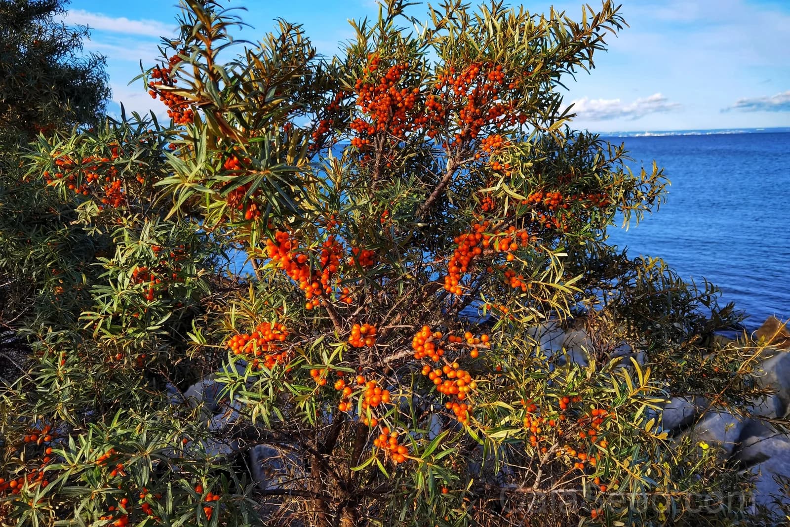 Sea Buckthorn 'Hippophae Rhamnoides' Seeds — Orange Berry Fruit Shrub - Alt