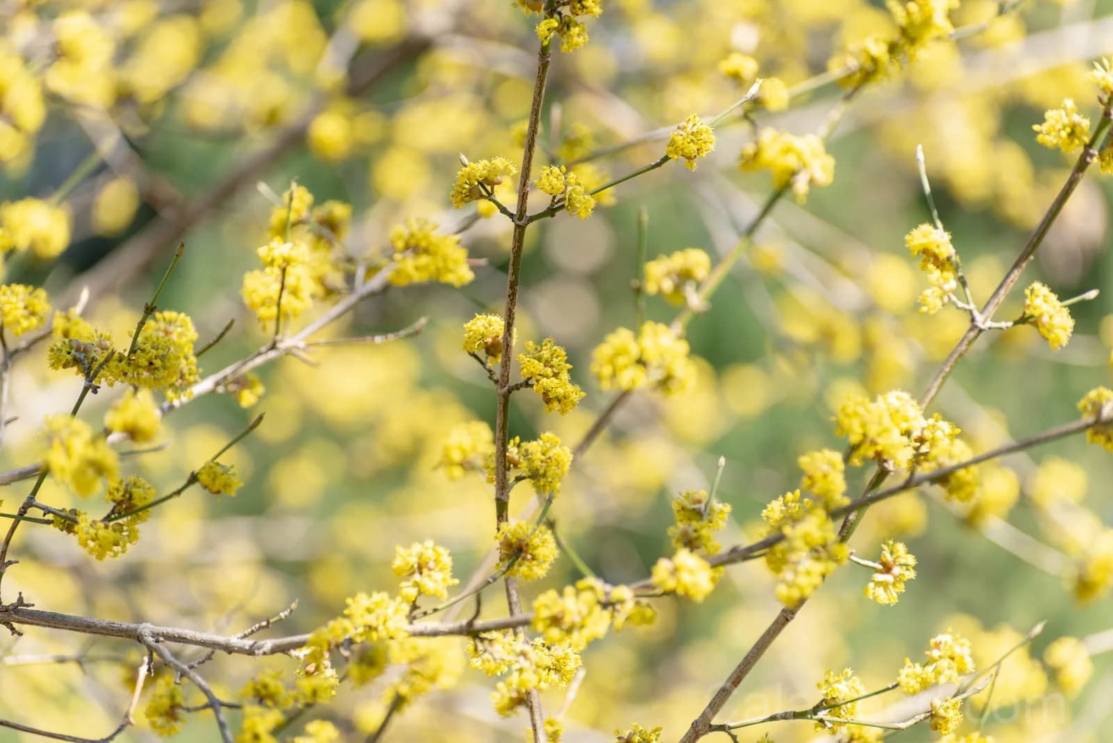 Spicebush 'Lindera Benzoin' Seeds — Native Red Berry Shrub - Alt