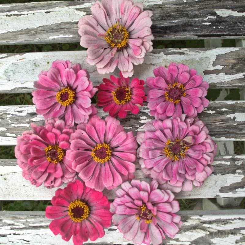 Miss Willmott Zinnia Seeds — Heirloom Elegance in Every Bloom - Alt