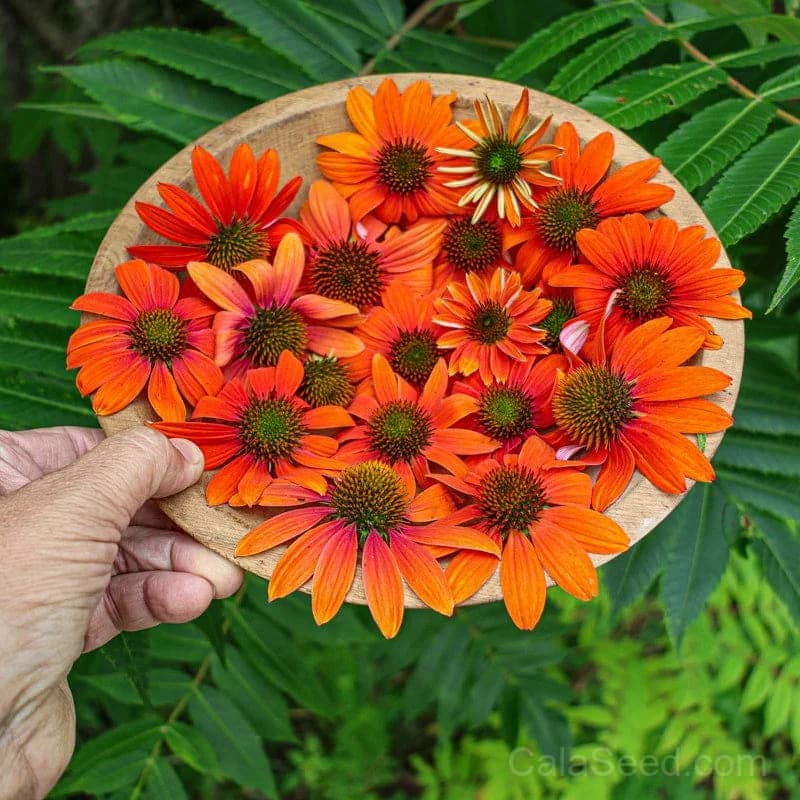 Echinacea 'Soft Orange' Seeds — Artisan Perennial Bloom - View 6