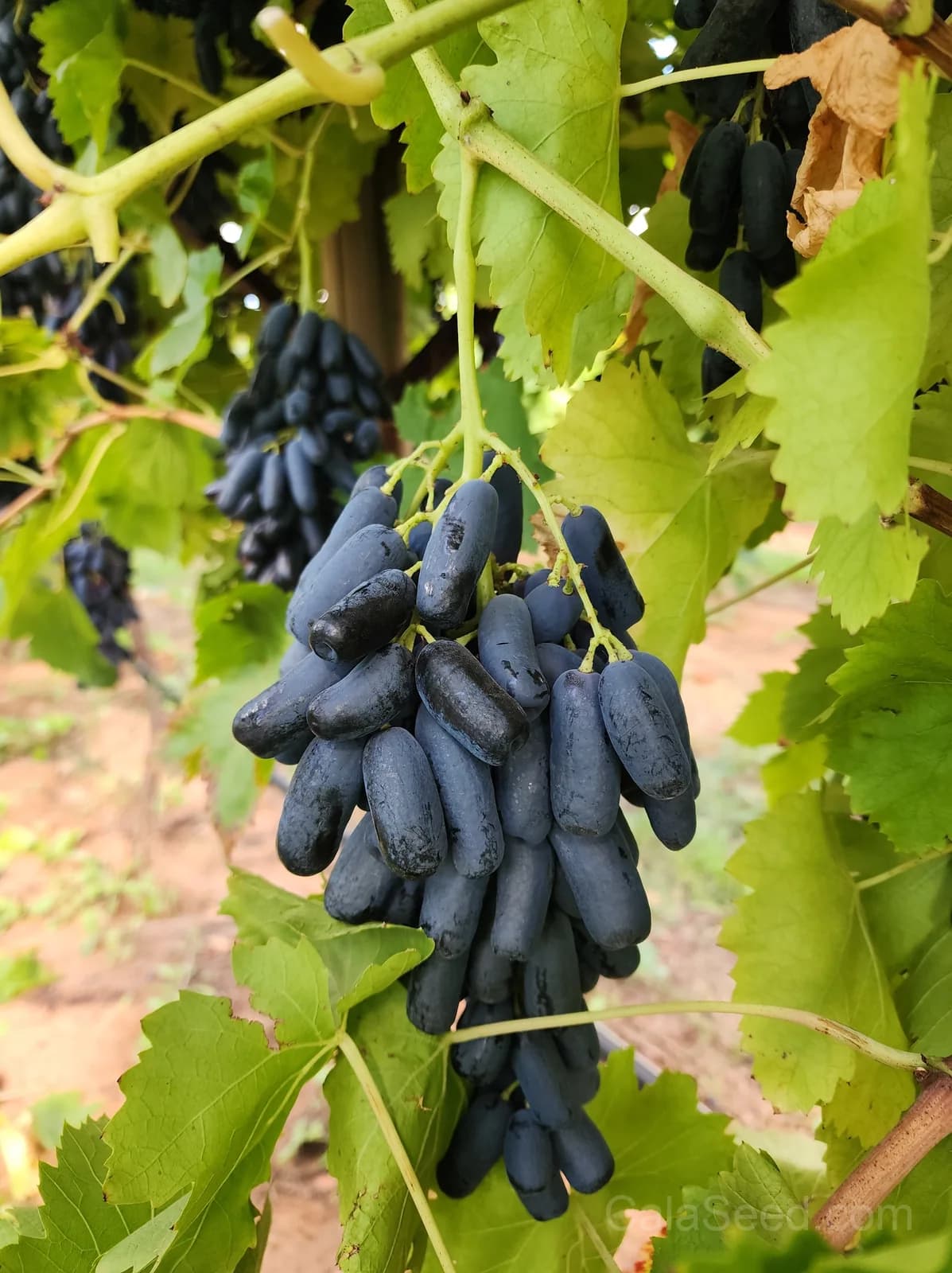 Black Finger Grape 'Vitis Vinifera' Seeds — Rare Fruit Vine - View 5