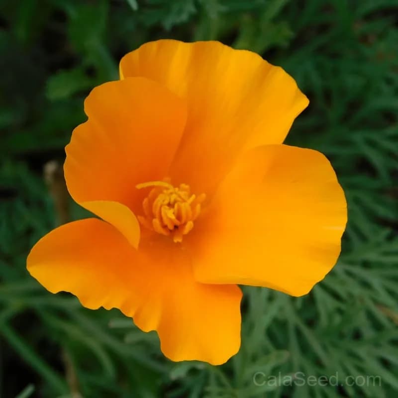 California Poppy Seeds — Native Wildflower Drought Tolerant - View 3