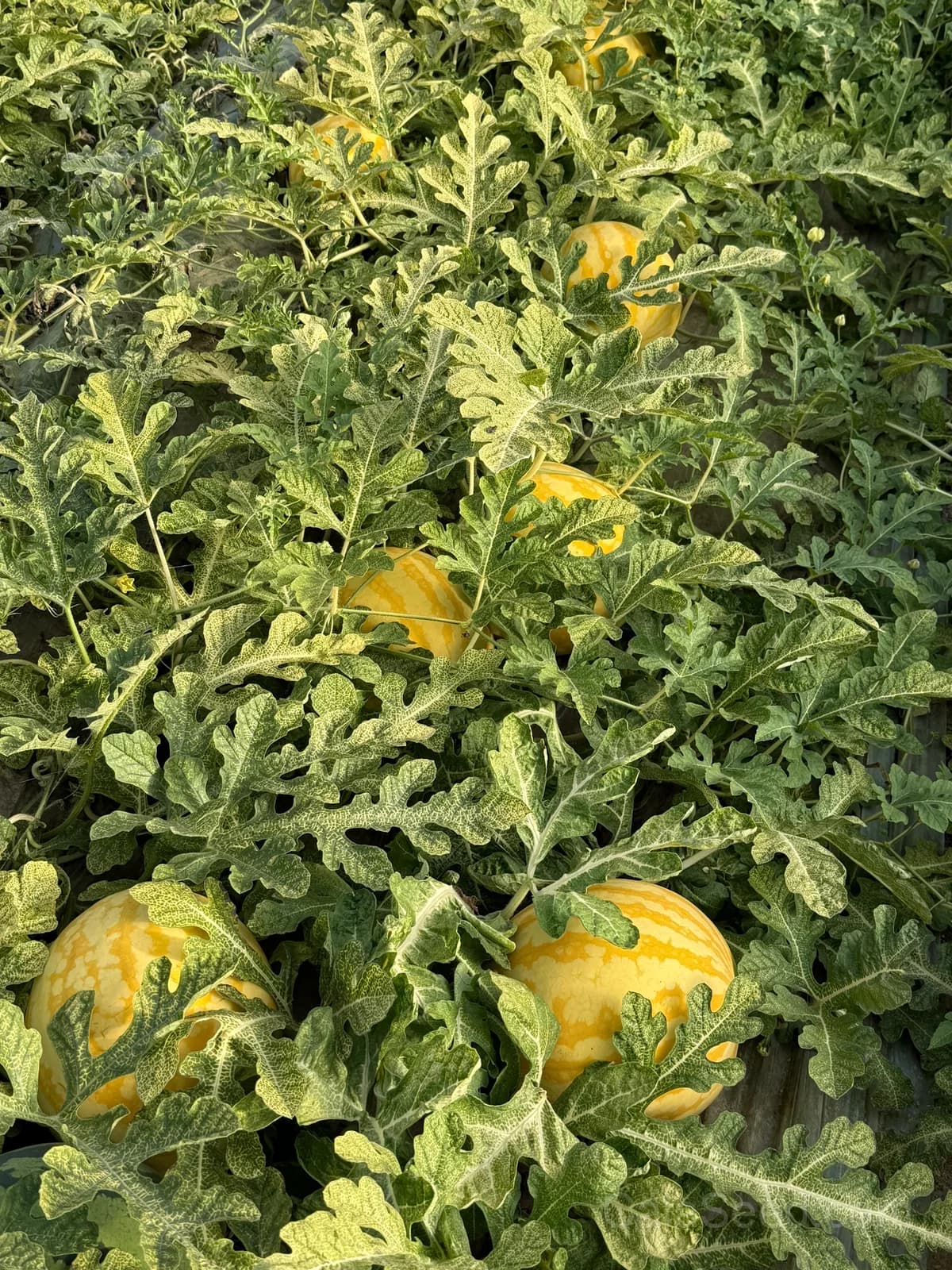 Premium Yellow Skin Seedless Watermelon Seeds | Sweet Rare Variety for Home Gardeners - View 2
