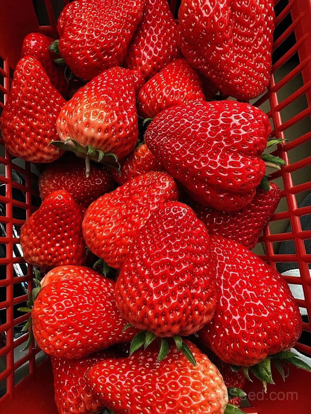 Strawberry 'Red 'N' Juicy' Seeds — Sweet Homegrown Fruit - View 6