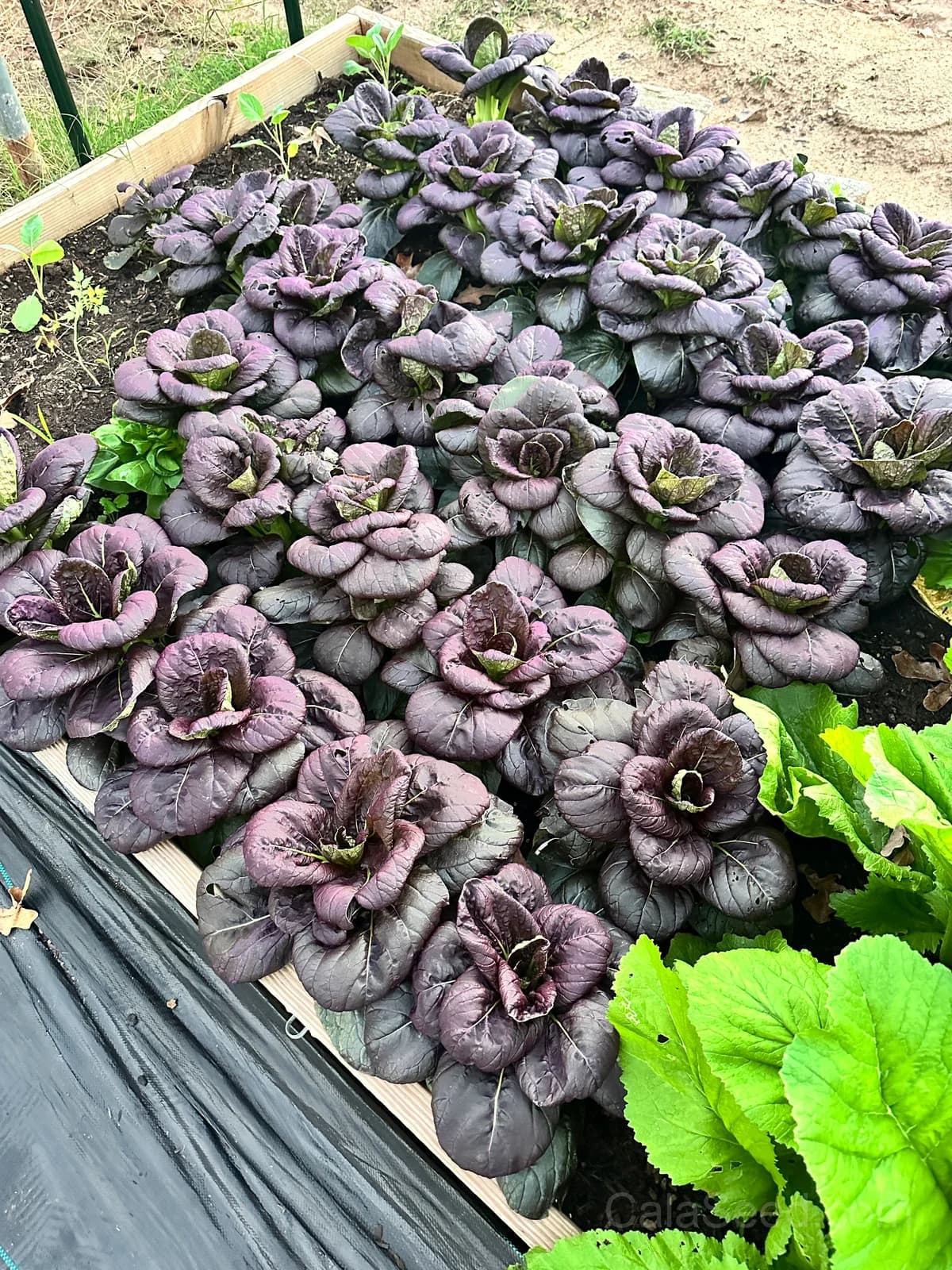 Red Dragon Napa Cabbage Seeds — Sweet Asian Heirloom - View 4