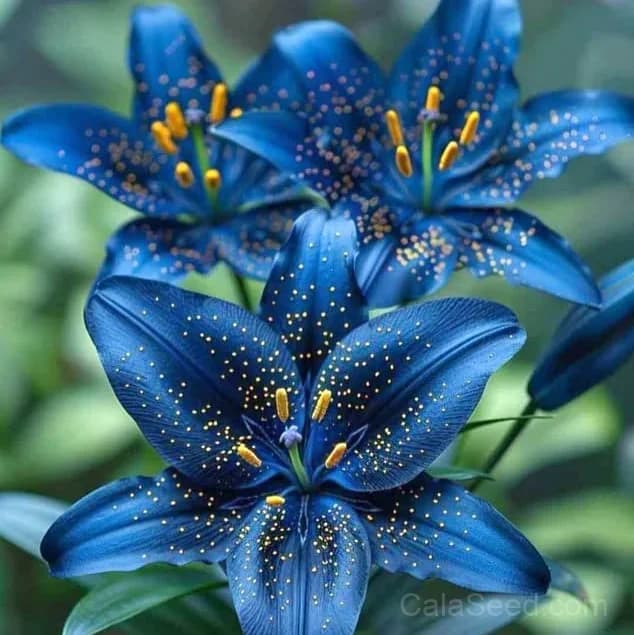 Rare Lily Bulbs — Showy Summer Blooms - View 6